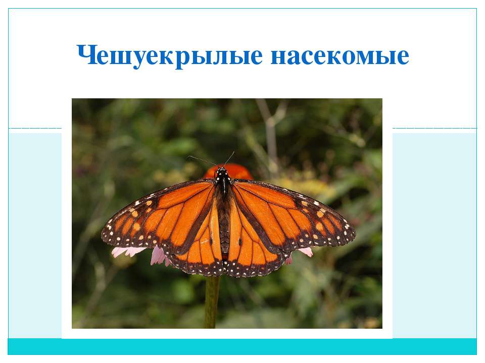 Чешуекрылые насекомые - Класс учебник | Академический школьный учебник скачать | Сайт школьных книг учебников uchebniki.org.ua