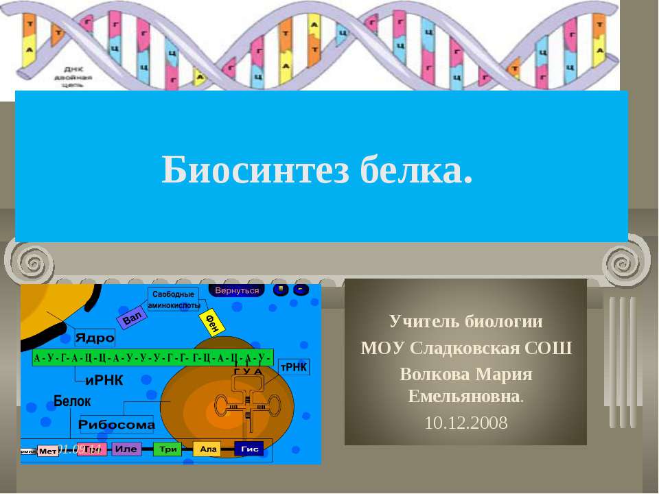 Биосинтез белка 9 класс - Класс учебник | Академический школьный учебник скачать | Сайт школьных книг учебников uchebniki.org.ua