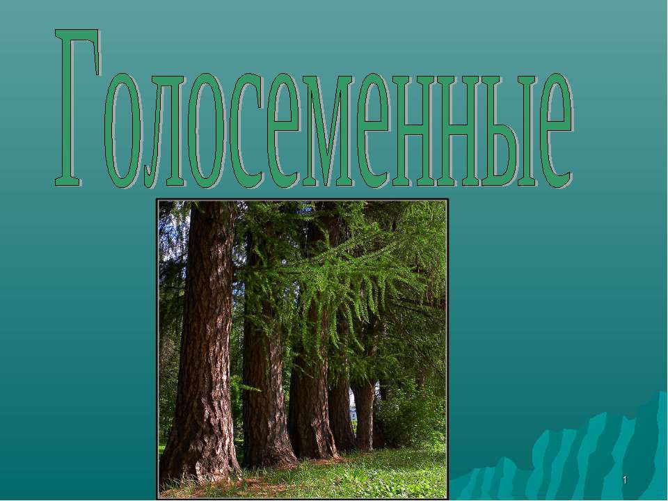 Голосеменные - Класс учебник | Академический школьный учебник скачать | Сайт школьных книг учебников uchebniki.org.ua