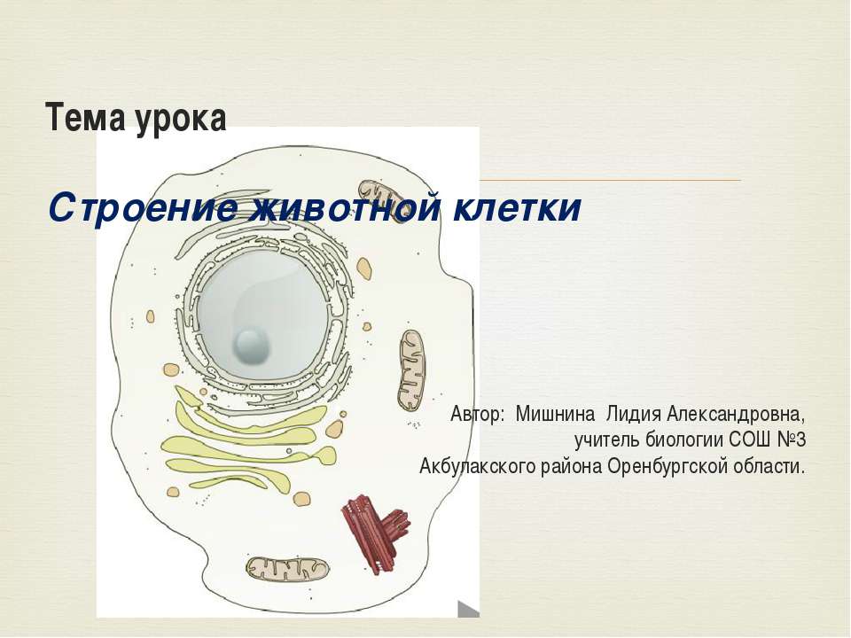 Строение животной клетки - Класс учебник | Академический школьный учебник скачать | Сайт школьных книг учебников uchebniki.org.ua