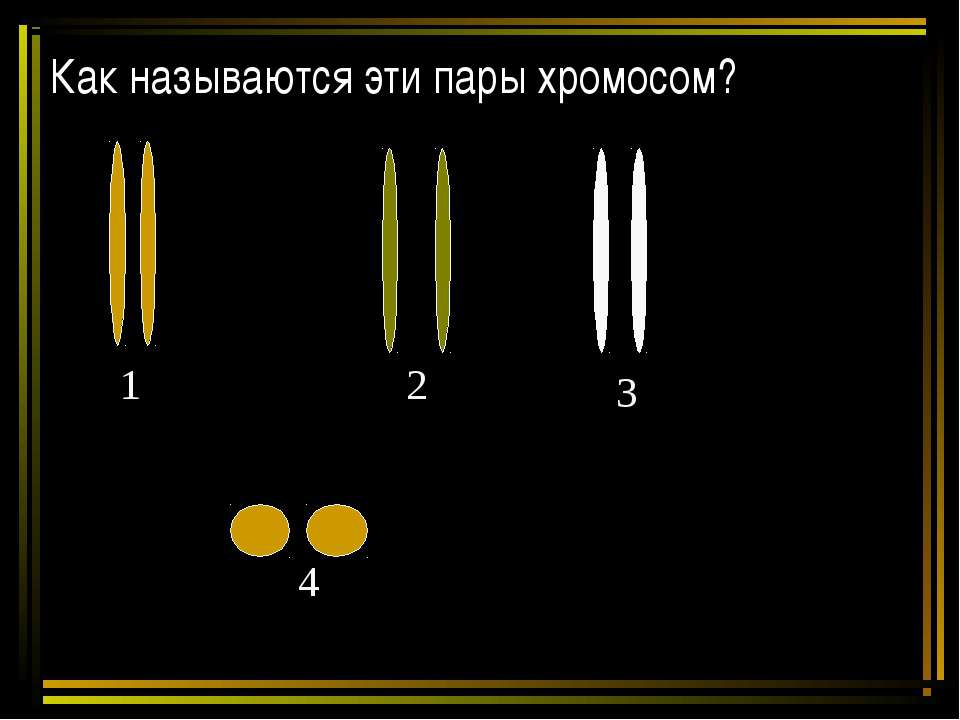 Как называются эти пары хромосом? - Класс учебник | Академический школьный учебник скачать | Сайт школьных книг учебников uchebniki.org.ua