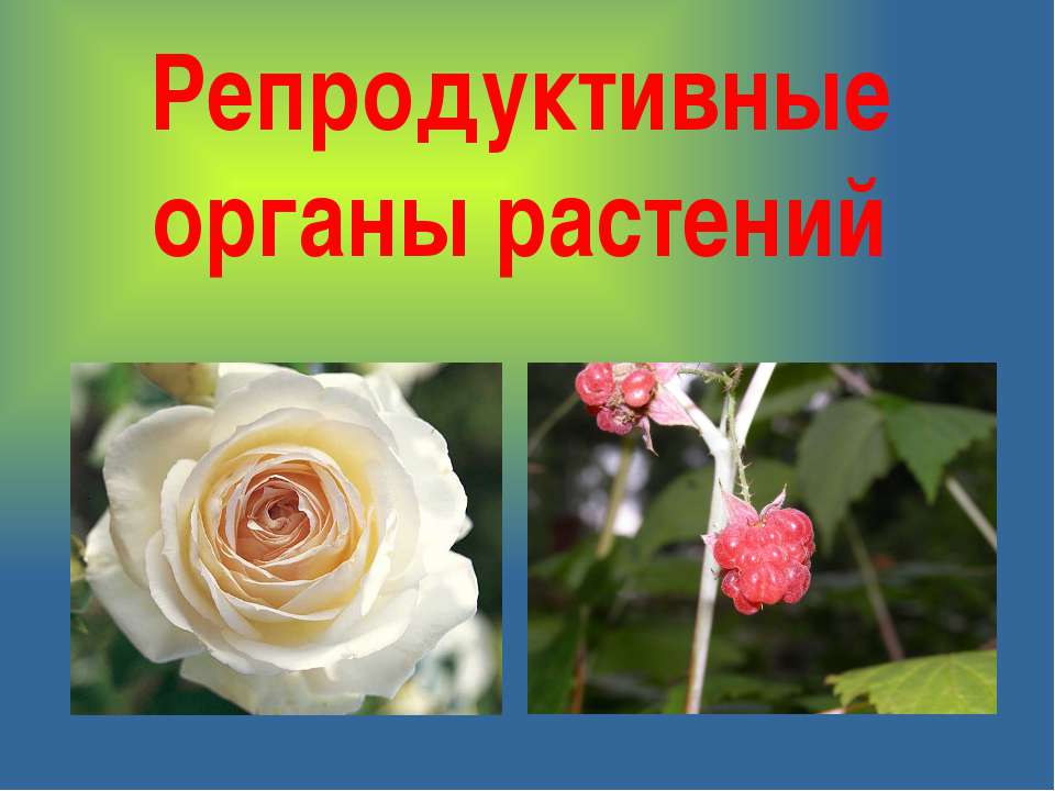 Репродуктивные органы растений - Класс учебник | Академический школьный учебник скачать | Сайт школьных книг учебников uchebniki.org.ua