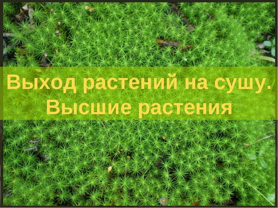 Выход растений на сушу. Высшие растения - Класс учебник | Академический школьный учебник скачать | Сайт школьных книг учебников uchebniki.org.ua