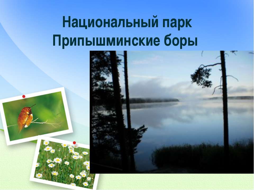 Национальный парк Припышминские боры - Класс учебник | Академический школьный учебник скачать | Сайт школьных книг учебников uchebniki.org.ua