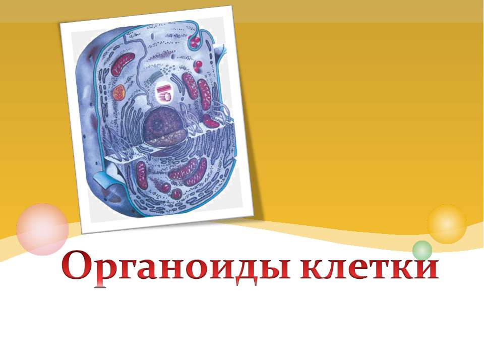 Органоиды клетки 9 класс - Класс учебник | Академический школьный учебник скачать | Сайт школьных книг учебников uchebniki.org.ua