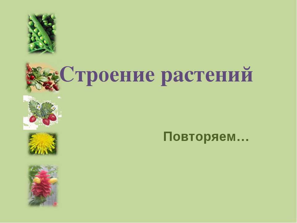 Строение растений - Класс учебник | Академический школьный учебник скачать | Сайт школьных книг учебников uchebniki.org.ua