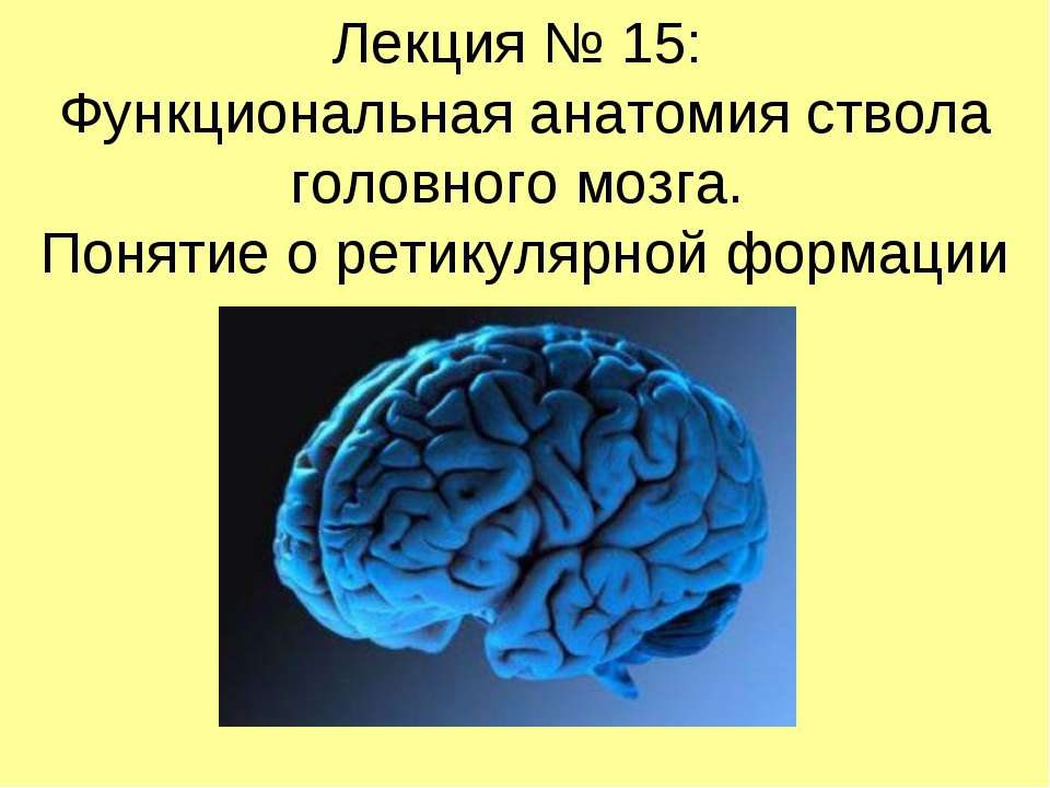 Функциональная анатомия ствола головного мозга. Понятие о ретикулярной формации - Класс учебник | Академический школьный учебник скачать | Сайт школьных книг учебников uchebniki.org.ua