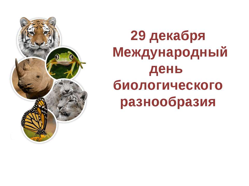 29 декабря - Международный день биологического разнообразия - Класс учебник | Академический школьный учебник скачать | Сайт школьных книг учебников uchebniki.org.ua