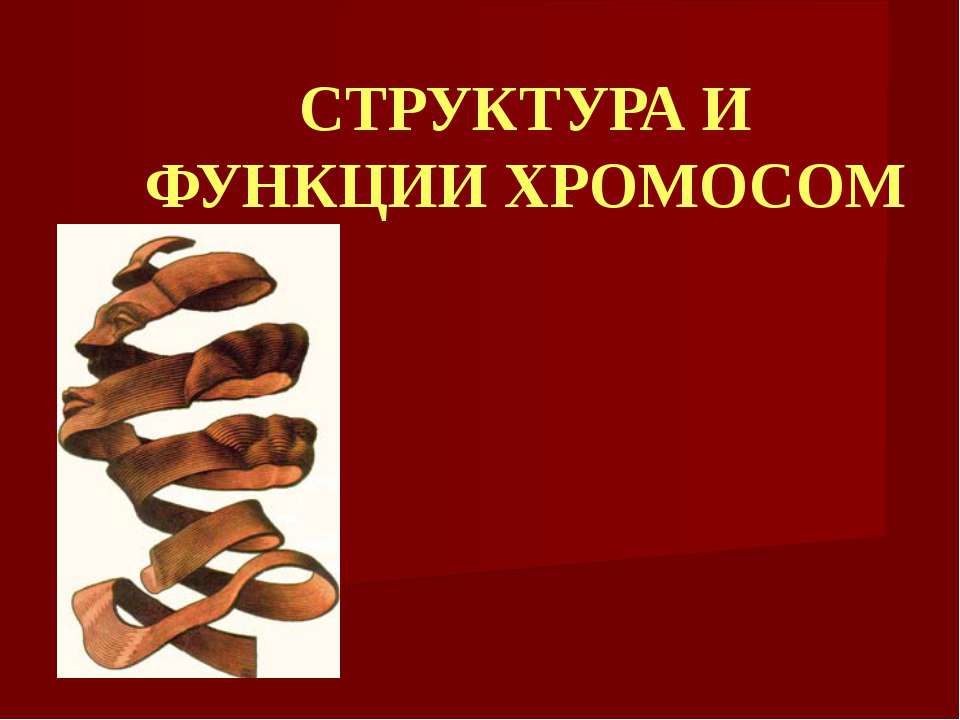 Структура и функции хромосом - Класс учебник | Академический школьный учебник скачать | Сайт школьных книг учебников uchebniki.org.ua
