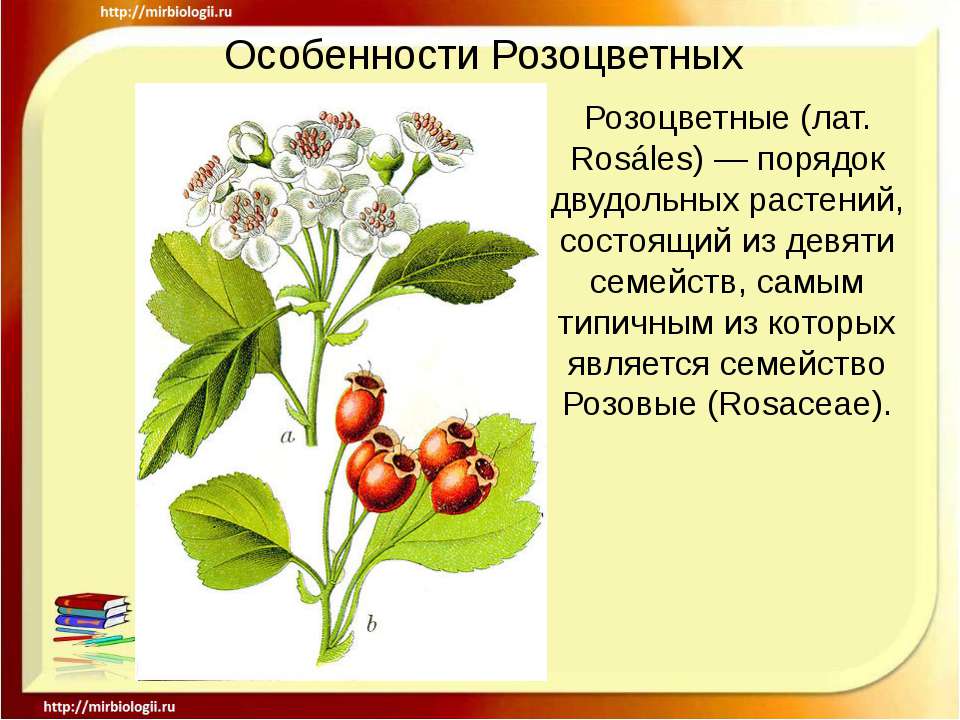 Особенности Розоцветных - Класс учебник | Академический школьный учебник скачать | Сайт школьных книг учебников uchebniki.org.ua