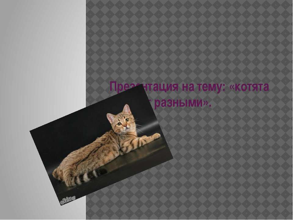 Породы кошек - Класс учебник | Академический школьный учебник скачать | Сайт школьных книг учебников uchebniki.org.ua