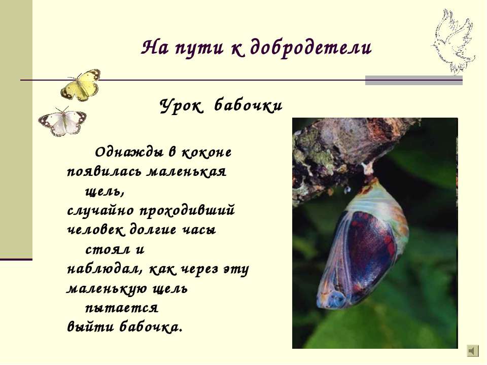 Урок бабочки - Класс учебник | Академический школьный учебник скачать | Сайт школьных книг учебников uchebniki.org.ua