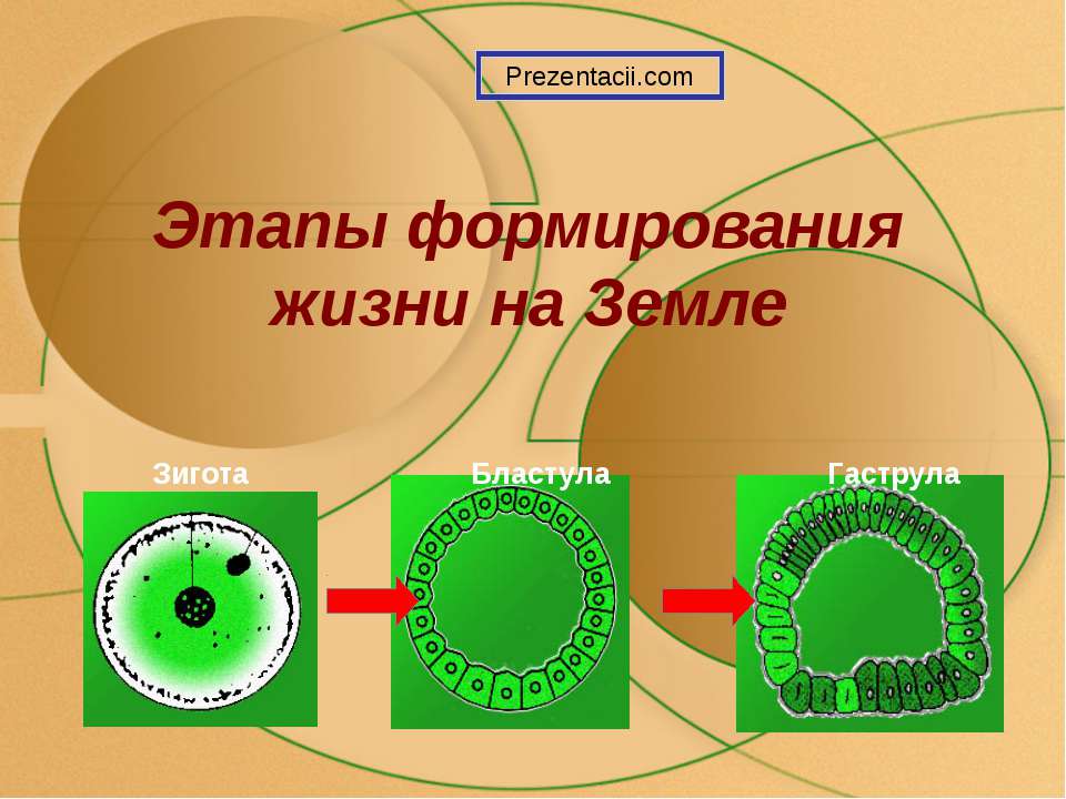 Этапы формирования жизни на Земле - Класс учебник | Академический школьный учебник скачать | Сайт школьных книг учебников uchebniki.org.ua