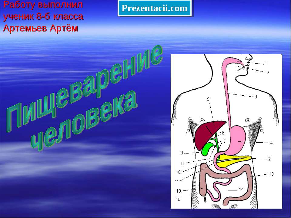 Пищеварение человека - Класс учебник | Академический школьный учебник скачать | Сайт школьных книг учебников uchebniki.org.ua