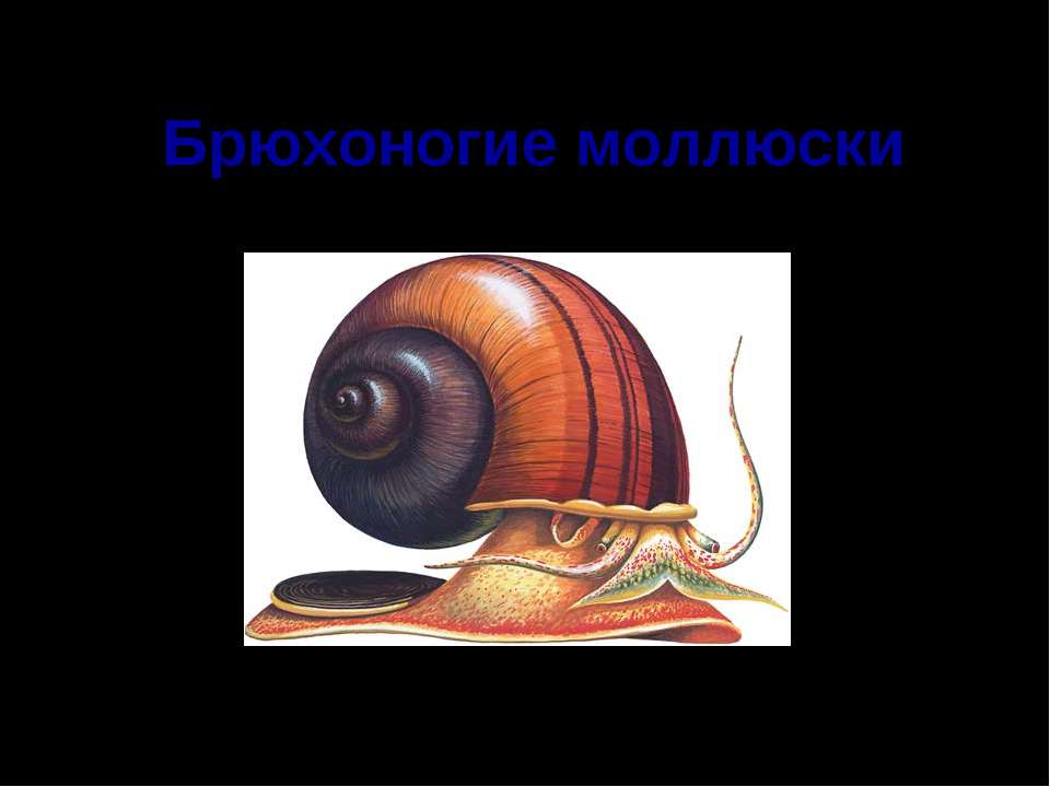 Брюхоногие моллюски - Класс учебник | Академический школьный учебник скачать | Сайт школьных книг учебников uchebniki.org.ua