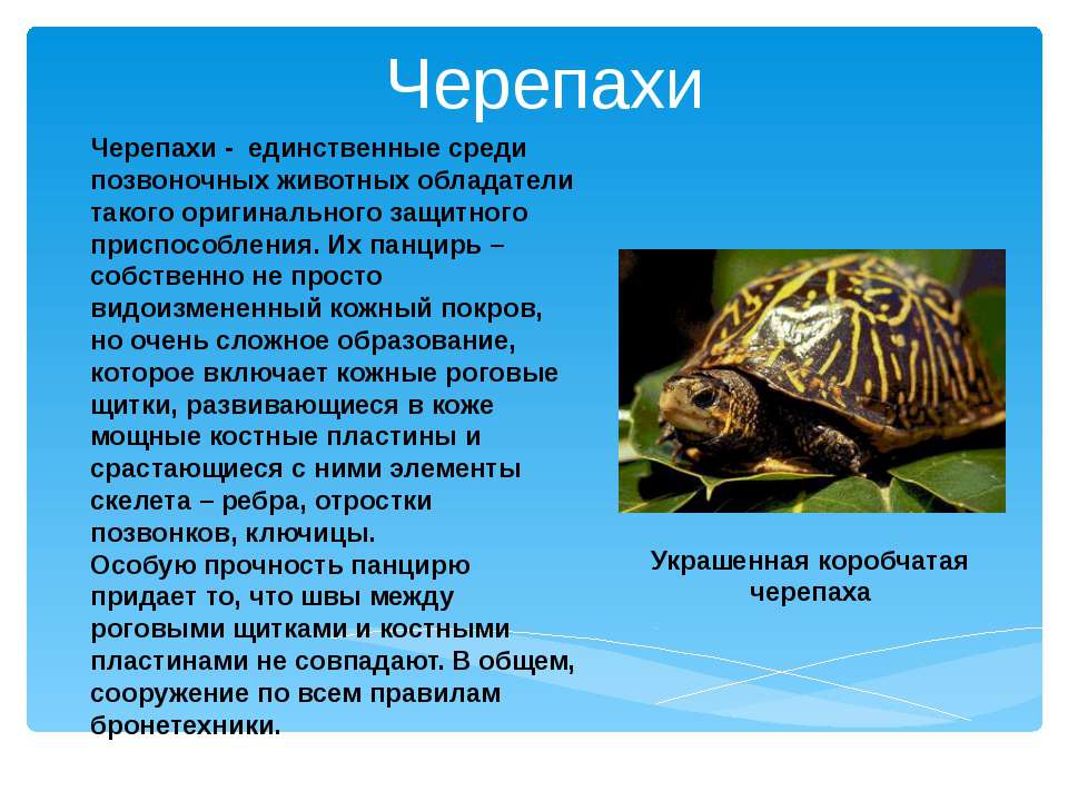 Черепахи - Класс учебник | Академический школьный учебник скачать | Сайт школьных книг учебников uchebniki.org.ua