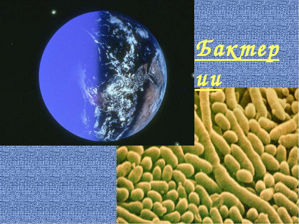 Бактерии 5 класс - Класс учебник | Академический школьный учебник скачать | Сайт школьных книг учебников uchebniki.org.ua