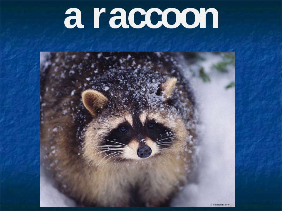A raccoon - Класс учебник | Академический школьный учебник скачать | Сайт школьных книг учебников uchebniki.org.ua