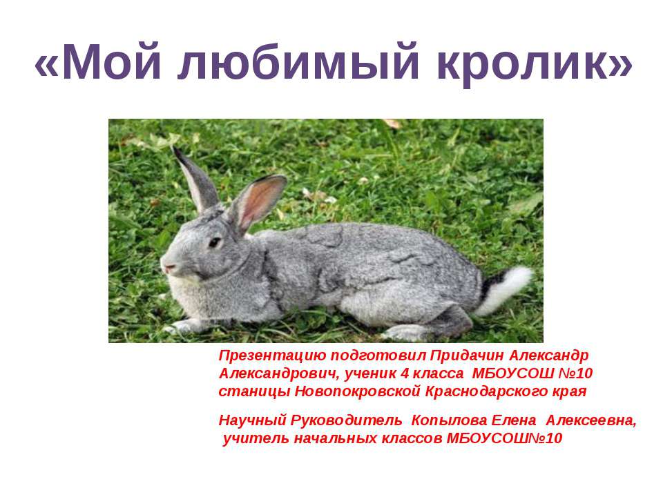 Мой любимый кролик - Класс учебник | Академический школьный учебник скачать | Сайт школьных книг учебников uchebniki.org.ua