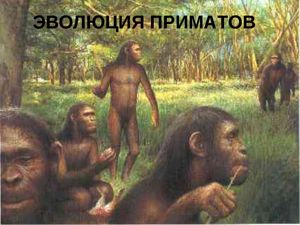 Эволюция приматов 11 класс - Класс учебник | Академический школьный учебник скачать | Сайт школьных книг учебников uchebniki.org.ua