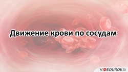 Презентация "Движение крови по сосудам" - Класс учебник | Академический школьный учебник скачать | Сайт школьных книг учебников uchebniki.org.ua