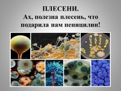 Презентация " Плесени. Вирусы. Типы брожения - Класс учебник | Академический школьный учебник скачать | Сайт школьных книг учебников uchebniki.org.ua