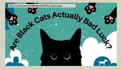 Презентация к уроку английского языка в 10 классе "Are Black Cats Actually Bad Luck?" - Класс учебник | Академический школьный учебник скачать | Сайт школьных книг учебников uchebniki.org.ua