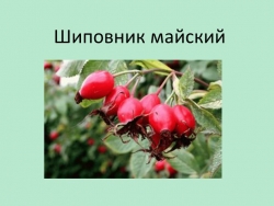 Презентация к проекту "Лекарственные растения" (старшая группа) - Класс учебник | Академический школьный учебник скачать | Сайт школьных книг учебников uchebniki.org.ua