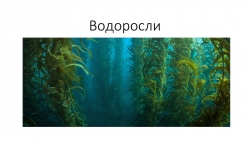 Презентация по окружающему миру"Водоросли" - Класс учебник | Академический школьный учебник скачать | Сайт школьных книг учебников uchebniki.org.ua