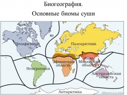 Презентация по биологии на тему "Неотропическая область. Основные биомы суши" - Класс учебник | Академический школьный учебник скачать | Сайт школьных книг учебников uchebniki.org.ua