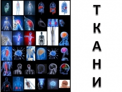 Презентация по биологии на тему "Ткани" - Класс учебник | Академический школьный учебник скачать | Сайт школьных книг учебников uchebniki.org.ua