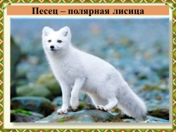 Презентация по Окружающему миру "Животные " 2 класс - Класс учебник | Академический школьный учебник скачать | Сайт школьных книг учебников uchebniki.org.ua