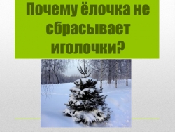 Презентация "Почему ёлочка не сбрасывает иголочки?" - Класс учебник | Академический школьный учебник скачать | Сайт школьных книг учебников uchebniki.org.ua