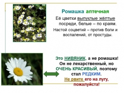 Презентация по окружающему миру на тему "Лекарственные растения"(2 класс) - Класс учебник | Академический школьный учебник скачать | Сайт школьных книг учебников uchebniki.org.ua