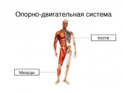 Презентация "Опорно-двигательная система человека" - Класс учебник | Академический школьный учебник скачать | Сайт школьных книг учебников uchebniki.org.ua