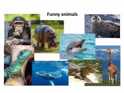 Презентация по английскому языку по теме "Funny animals" (4 кл) - Класс учебник | Академический школьный учебник скачать | Сайт школьных книг учебников uchebniki.org.ua