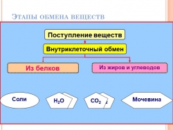 Презентация по биологии на тему "Выделение" - Класс учебник | Академический школьный учебник скачать | Сайт школьных книг учебников uchebniki.org.ua