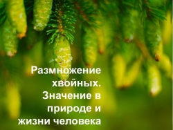 Презентация к уроку биологии в 7 классе Размножение хвойных - Класс учебник | Академический школьный учебник скачать | Сайт школьных книг учебников uchebniki.org.ua