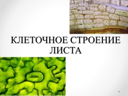 Презентация на тему: "Клеточное строение листа" (6 класс) - Класс учебник | Академический школьный учебник скачать | Сайт школьных книг учебников uchebniki.org.ua