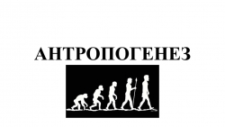 ПРЕЗЕНТАЦИЯ на тему "Антропогенез" - Класс учебник | Академический школьный учебник скачать | Сайт школьных книг учебников uchebniki.org.ua