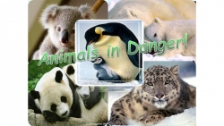 Презентация "Animals in danger" - Класс учебник | Академический школьный учебник скачать | Сайт школьных книг учебников uchebniki.org.ua